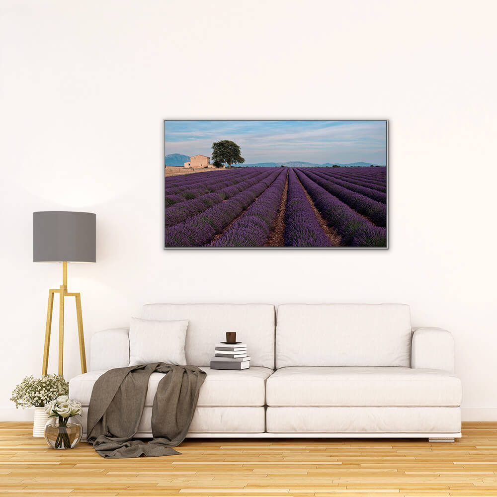 fgeant lavande valensole photographie