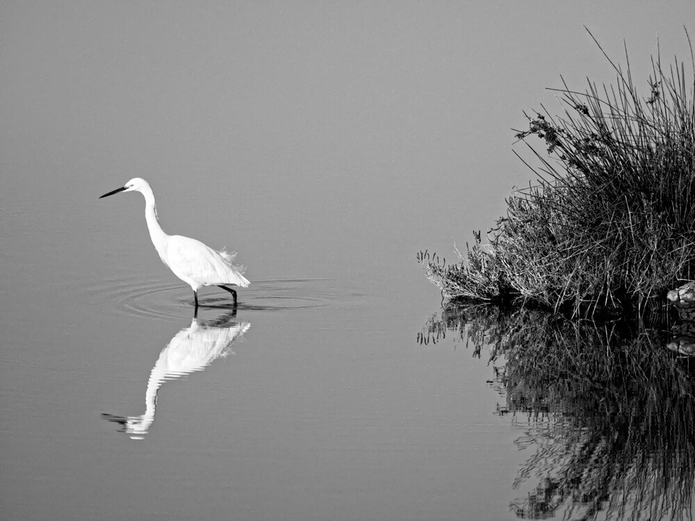 Laurent Gayte Camargue Photographie