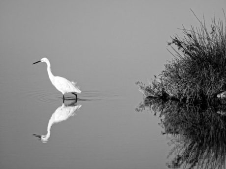 Laurent Gayte Camargue Photographie