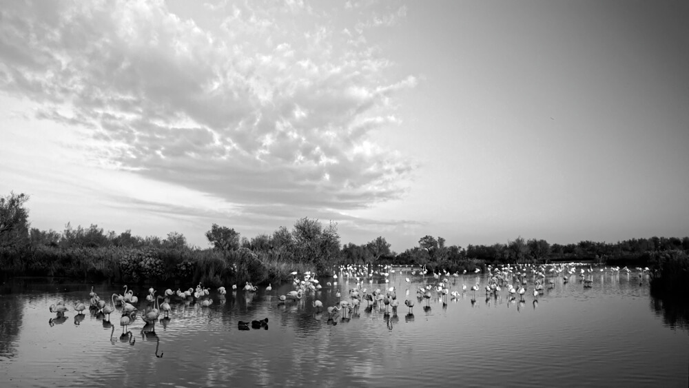 Laurent Gayte Camargue Photographie