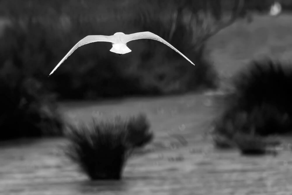 Laurent Gayte Camargue Photographie