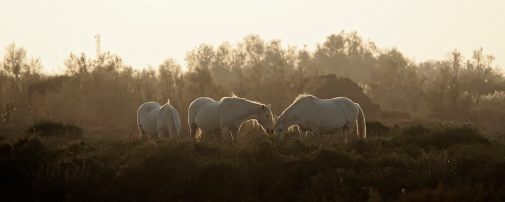 Laurent Gayte Camargue Photographie