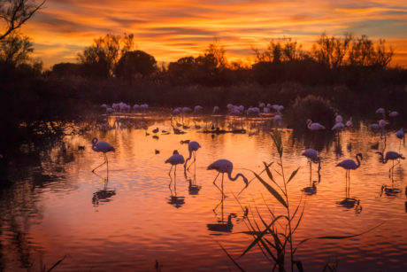 Marc Lelievre Camargue Photographie