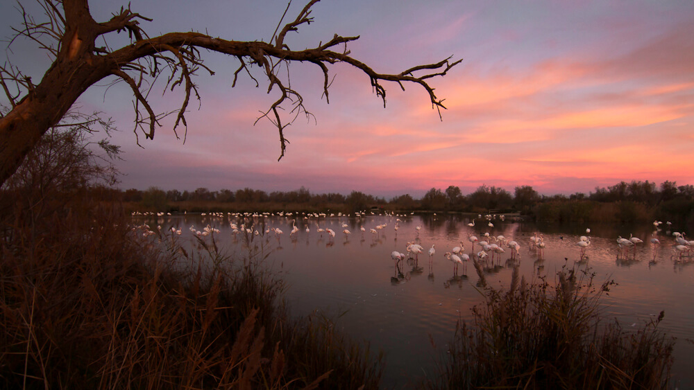 Marc Lelievre Camargue Photographie