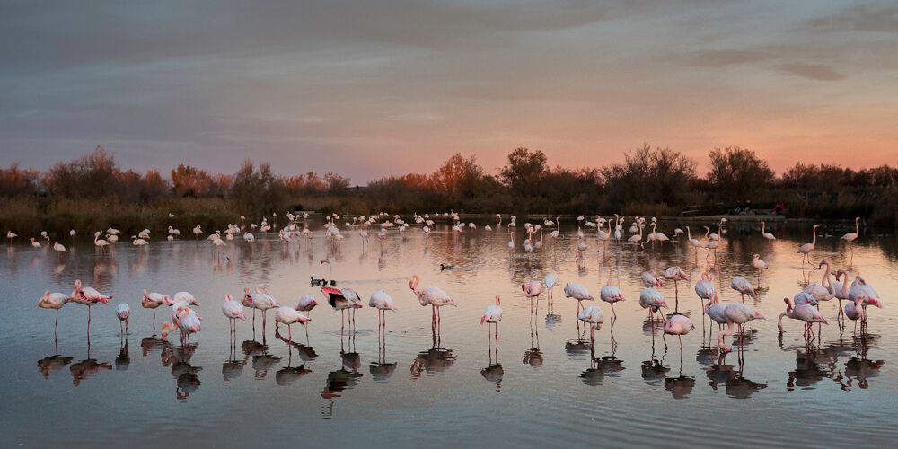 Marc Lelievre Camargue Photographie