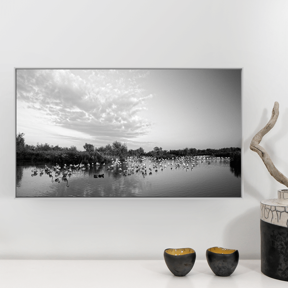 photographie camargue flamants fmedium