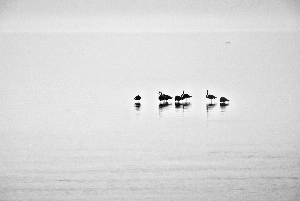 Sébastien Rollandin Camargue Photographie