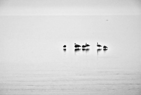 Sébastien Rollandin Camargue Photographie