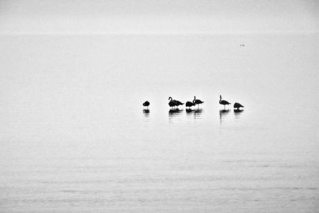 Sébastien Rollandin Camargue Photographie