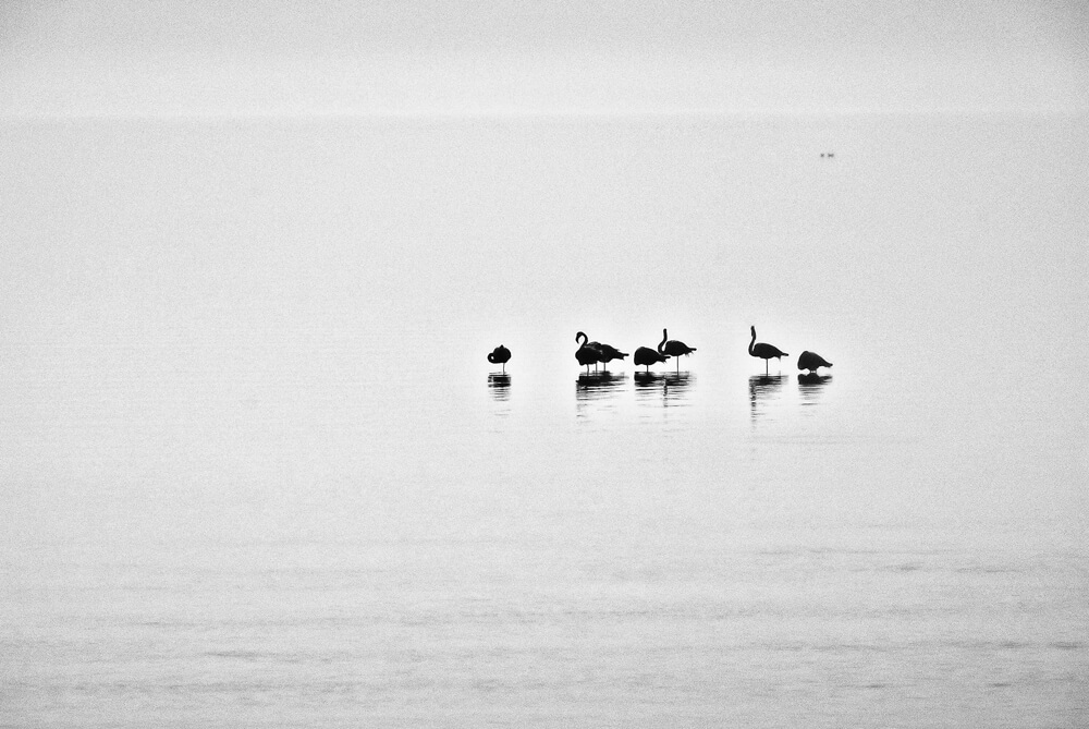 Sébastien Rollandin Camargue Photographie