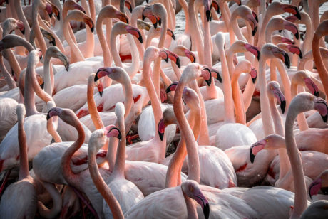 Sébastien Rollandin Camargue Photographie