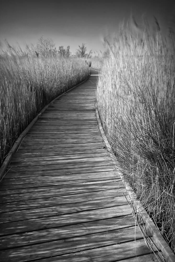 Sébastien Rollandin Camargue Photographie