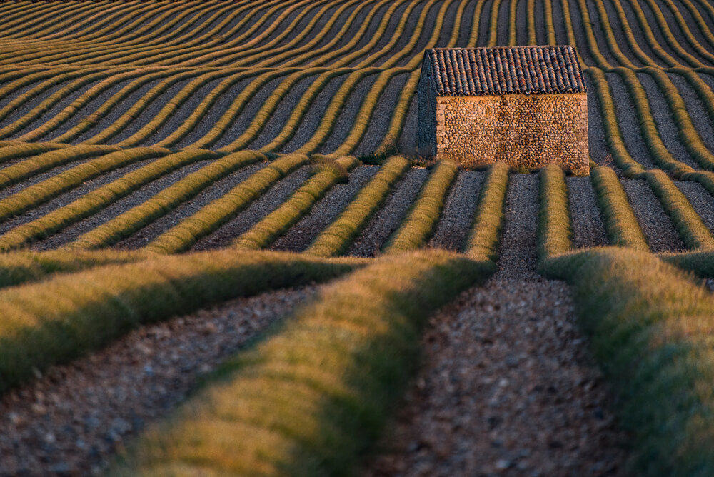 Sébastien Rollandin Valensole Photographie