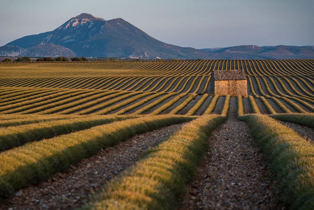 Sébastien Rollandin Valensole Photographie