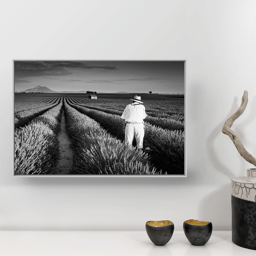 lavande valensole galerie photo