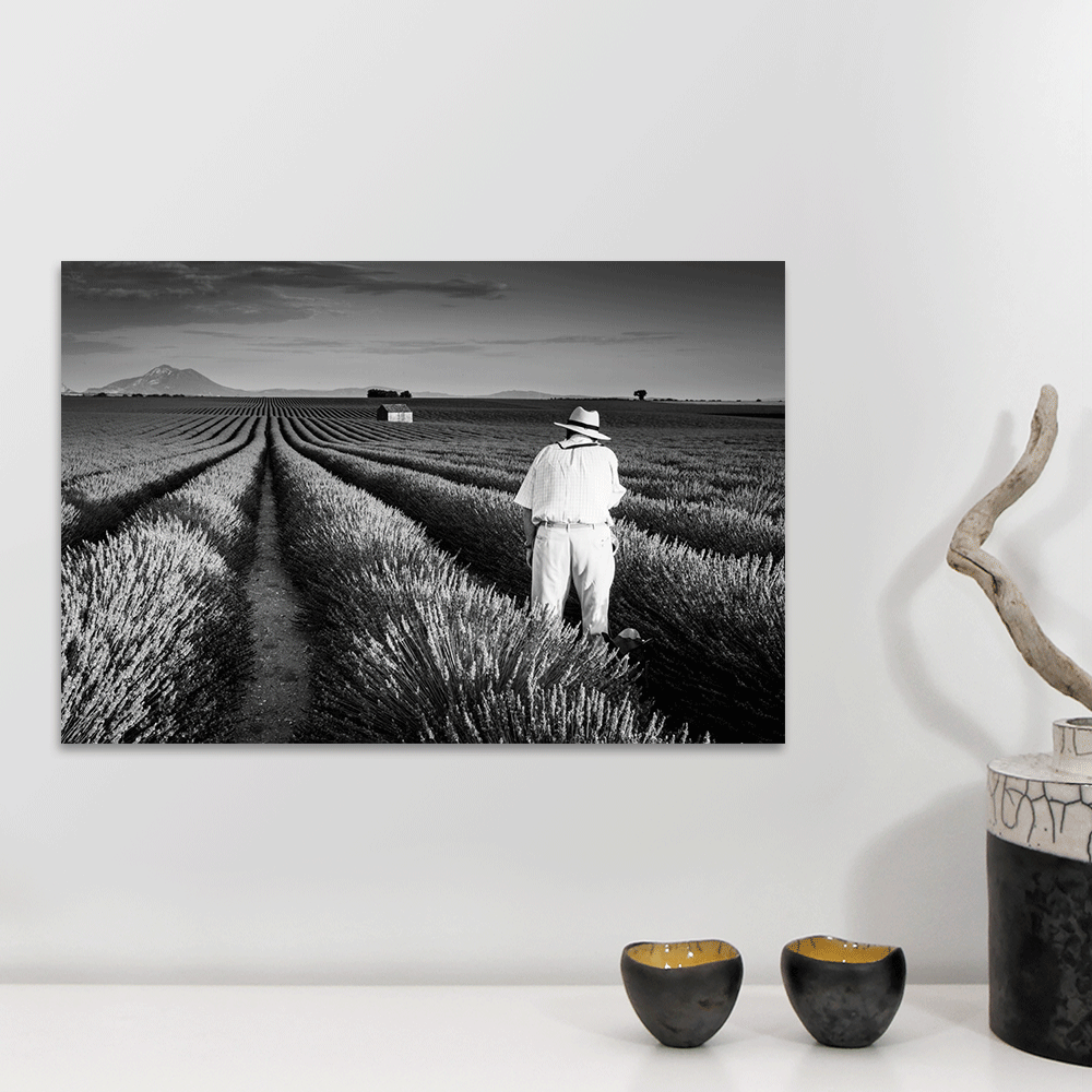 lavande valensole galerie photo