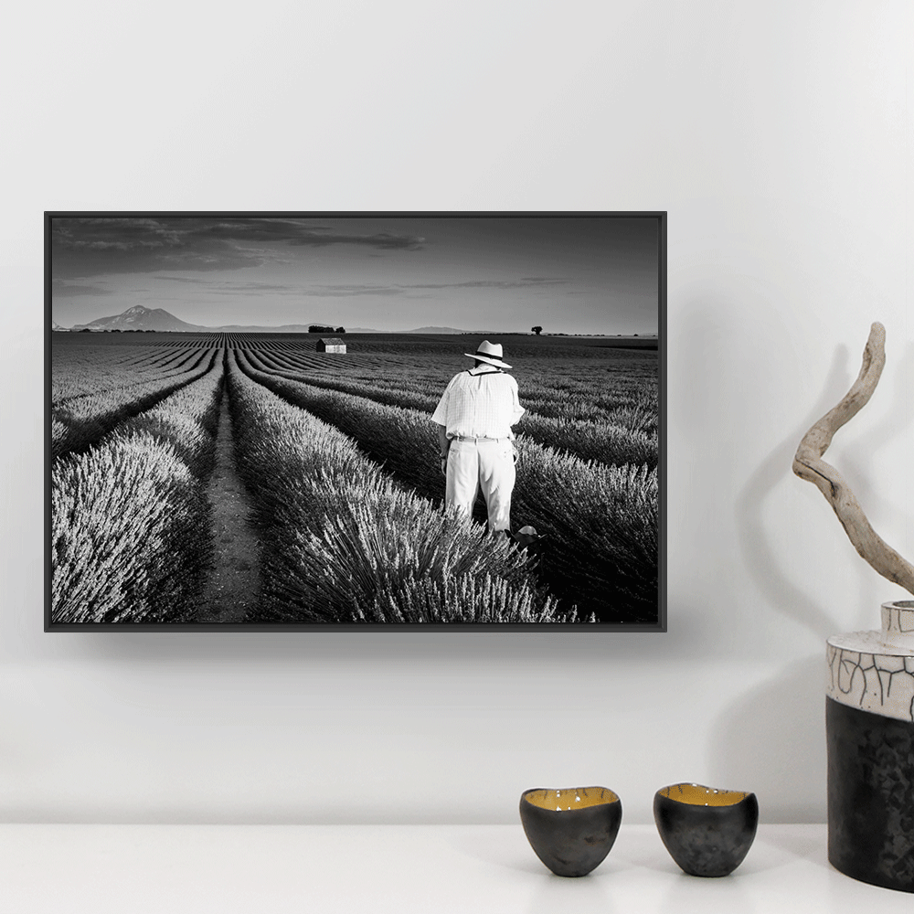 lavande valensole galerie photo