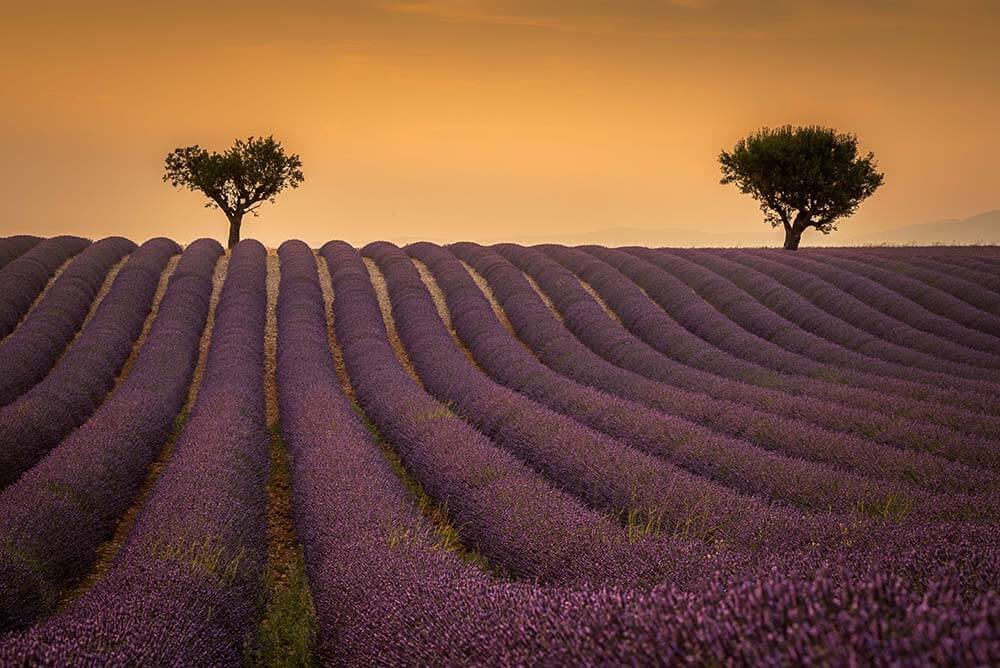 Valensole Photographie Vianney Rudent