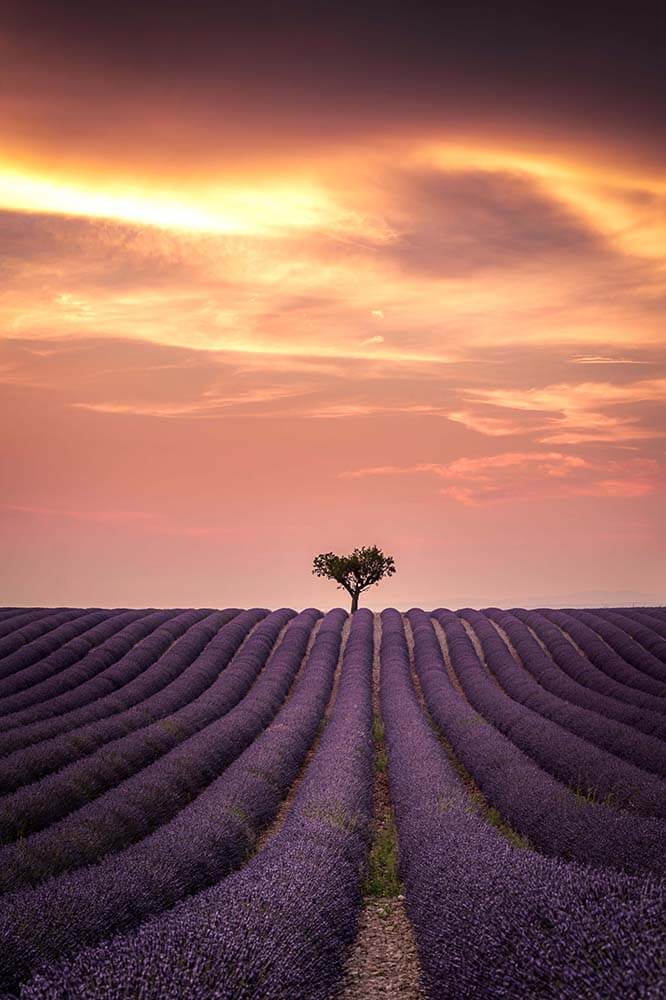 Valensole Photographie Vianney Rudent