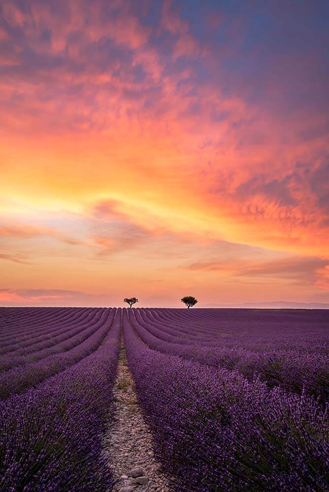 Valensole Photographie Vianney Rudent