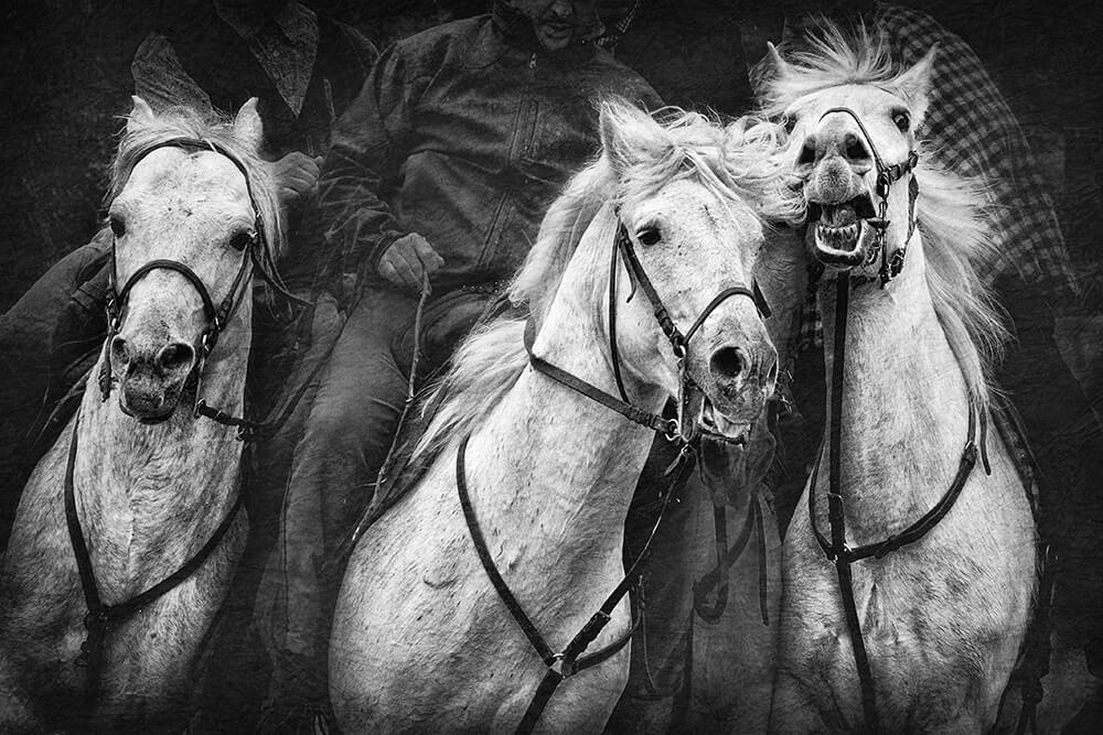 Karine Chavas Camargue Photographie