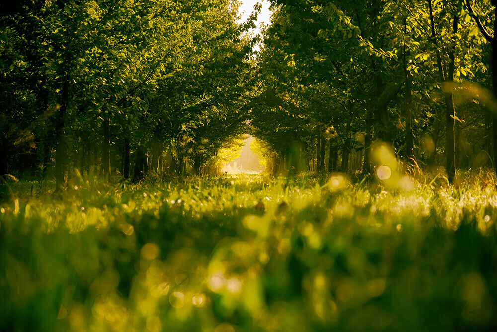 Michel Planque Photographie Cabannes en Provence