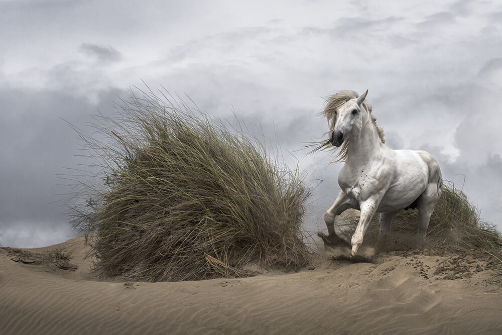 Lucie Bressy Photo d'art Camargue