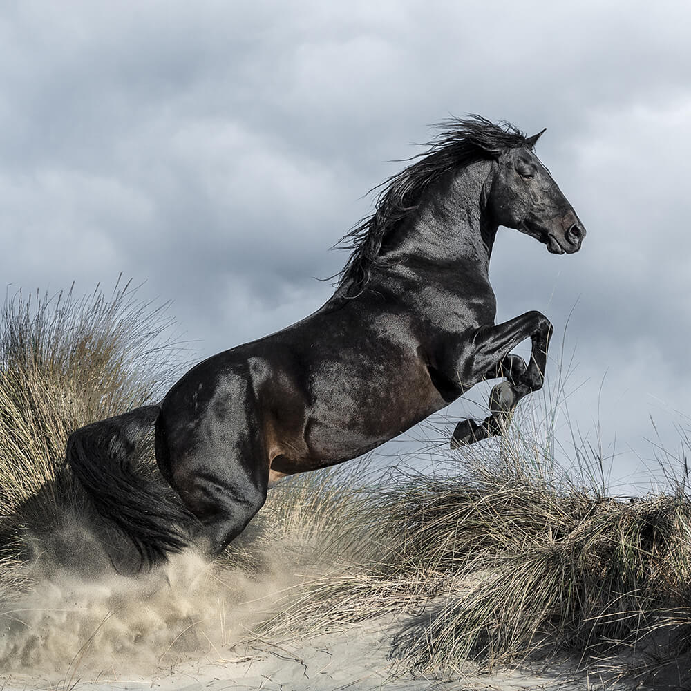 Lucie Bressy Photo d'art Camargue