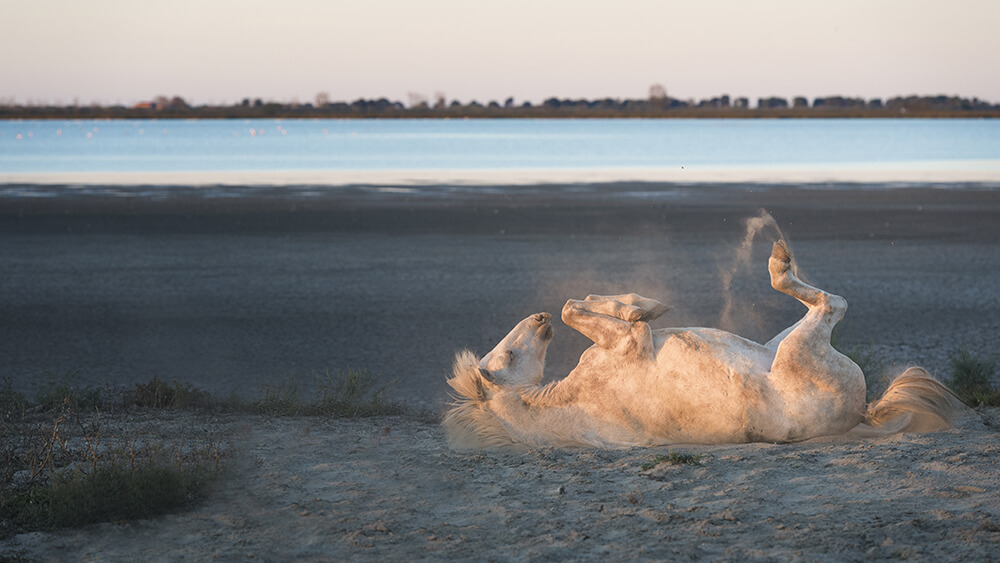 Lucie Bressy Photo d'art Camargue