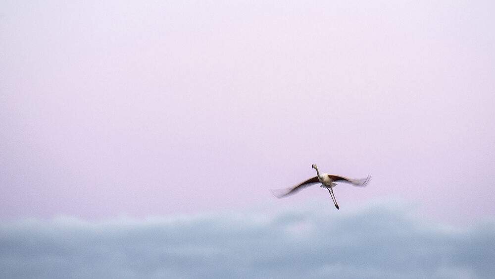 Lucie Bressy Photo d'art Camargue