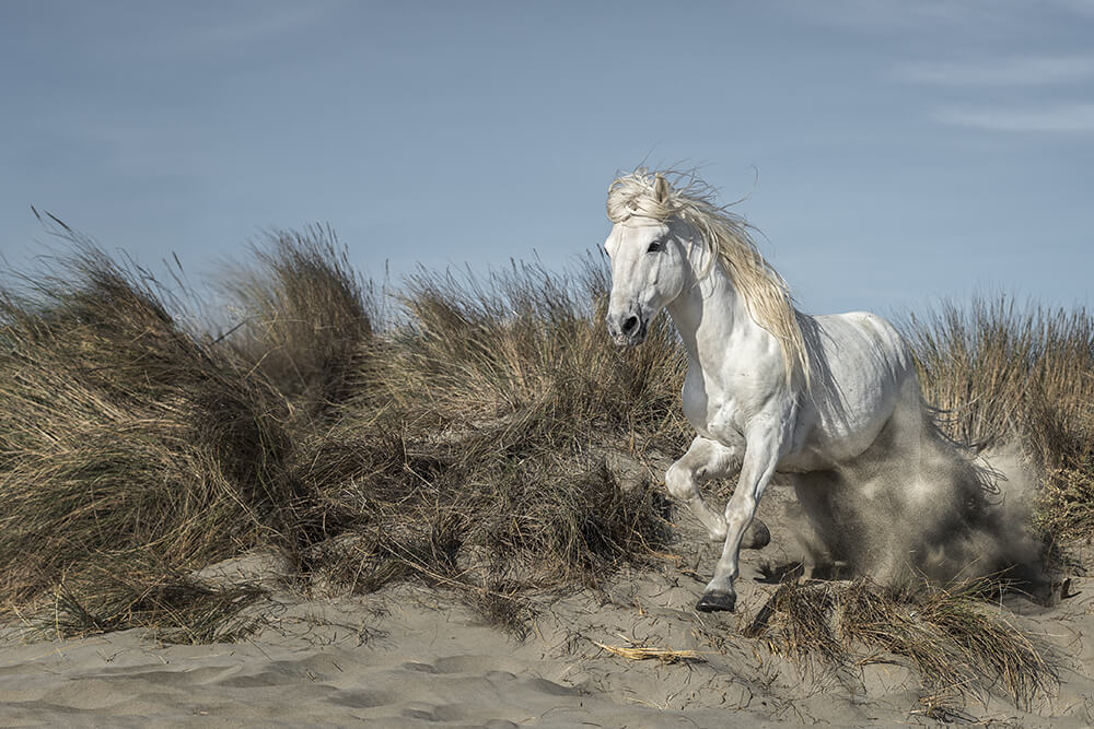 Lucie Bressy Photo d'art Camargue