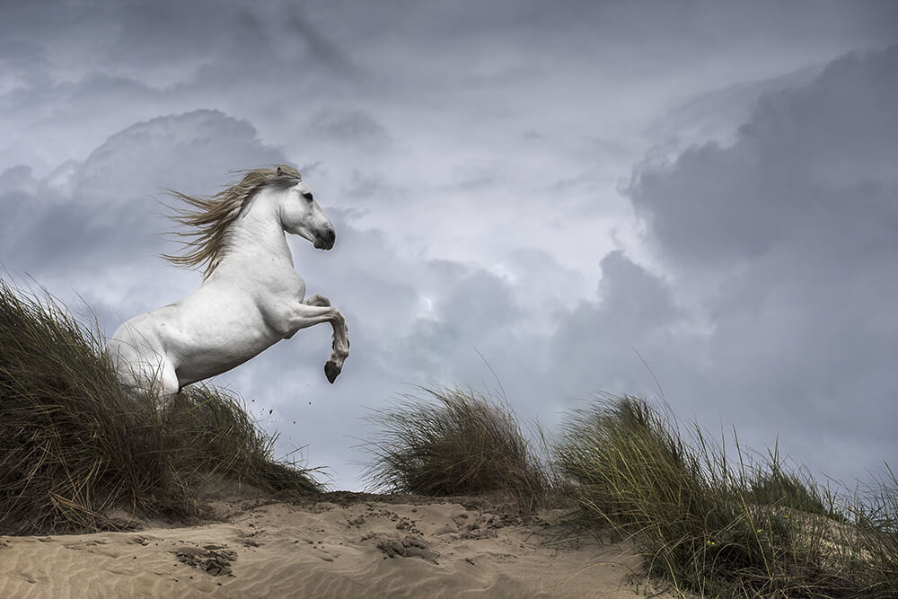 Lucie Bressy Photo d'art Camargue