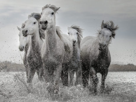 Lucie Bressy Photo d'art Camargue