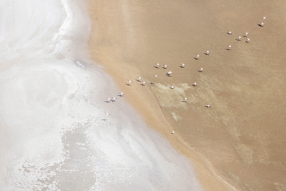 Photographie Camargue Marc Lelièvre