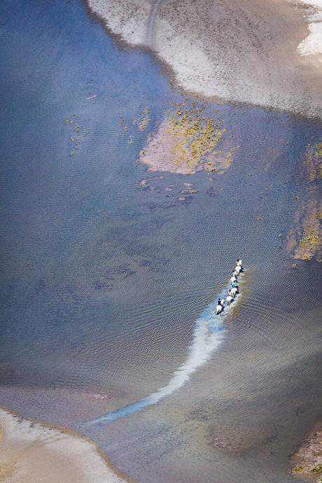 Photographie Camargue Marc Lelièvre