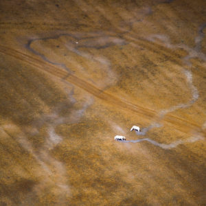 Photographie Camargue Marc Lelièvre