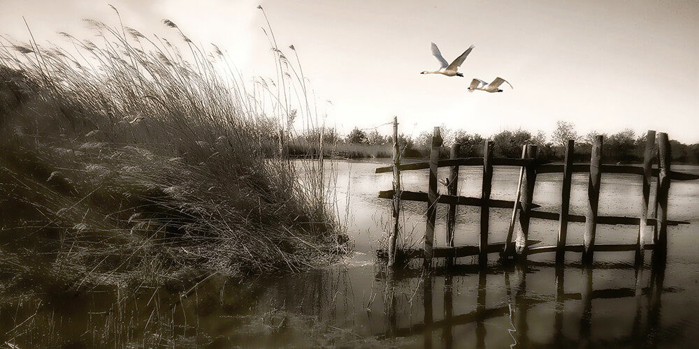 Photographie Jean Char Marais du Vigueirat