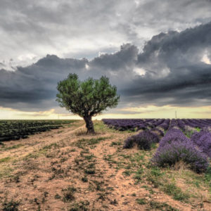 Photographie Lavande plateau de Valensole