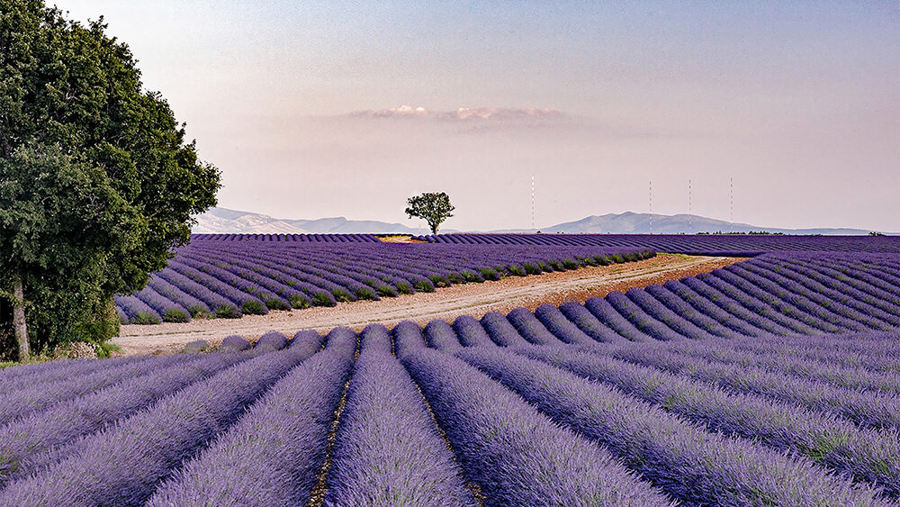 Champs de lavande à Valensole - Photographie Robert Hale