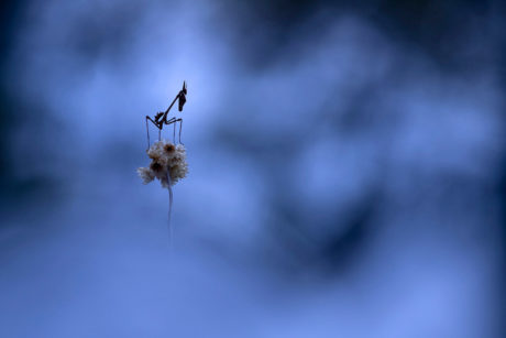 Photographie d'insectes - Thibault Andrieux