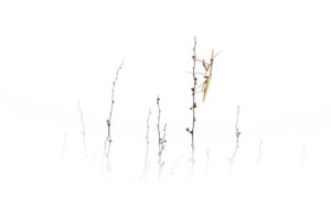 Photographie d'insectes - Thibaud Andrieux