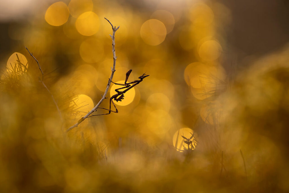 Photographie d'insectes - Thibaud Andrieux