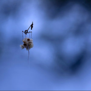 Photographie insecte - Thibault Andrieux